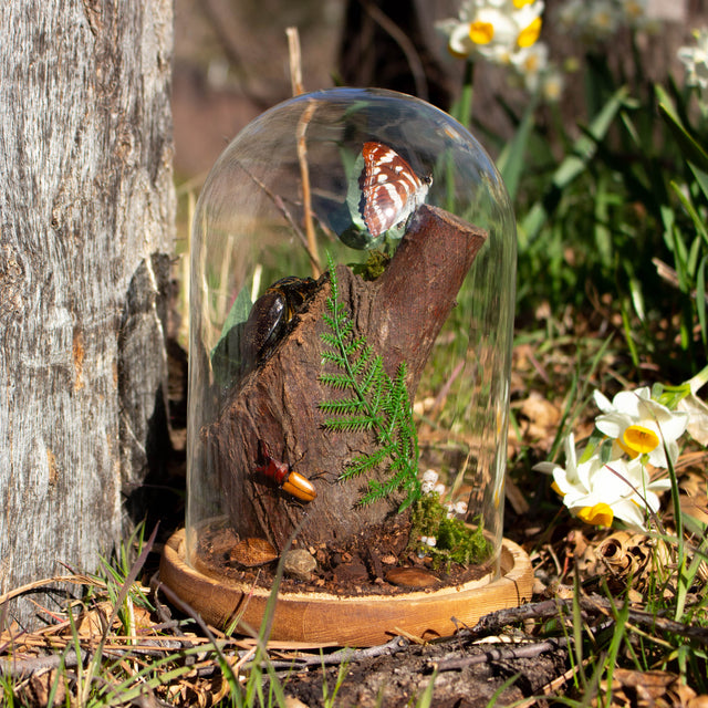beetle on a branch insect display 8x6 glass dome nature décor-Insect Expressions-butterfly fern ivy