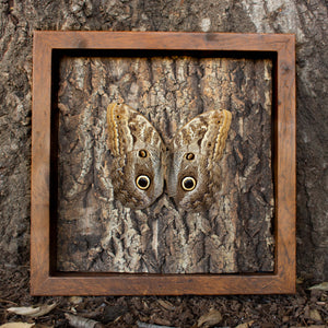 Owl mimicking butterfly display shadowbox nature décor-Insect Expressions-caligo