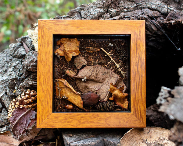 5x5 forest floor camouflage insect art shadowbox nature décor-Insect Expressions