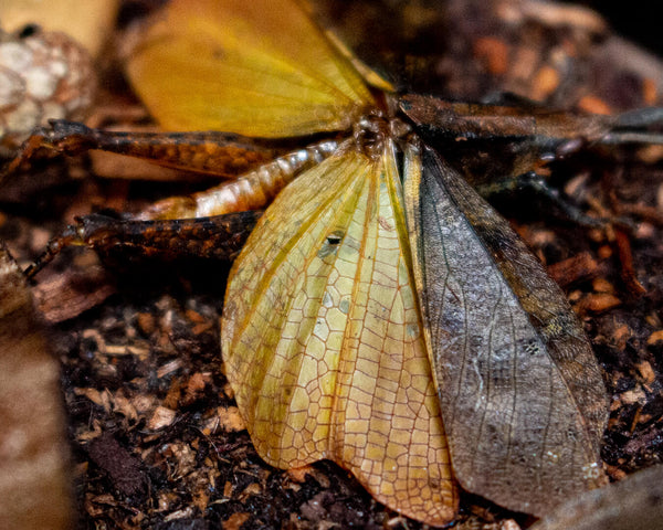 5x5 forest floor camouflage insect art shadowbox nature décor-dead leaf grasshopper