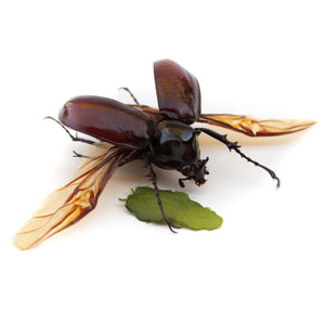 50-55mm chalcosoma atlas atlas-Insect Expressions-rhinoceros beetle coleoptera