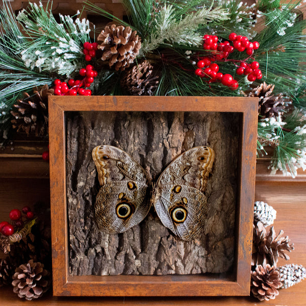 Owl mimicking butterfly shadowbox nature décor