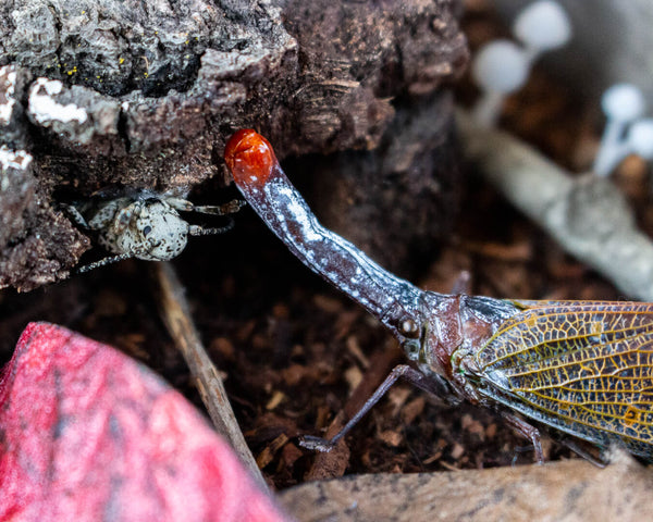  Insect Expressions-handmade nature décor-beautiful insect art for gifts camouflage hidden world lanternfly