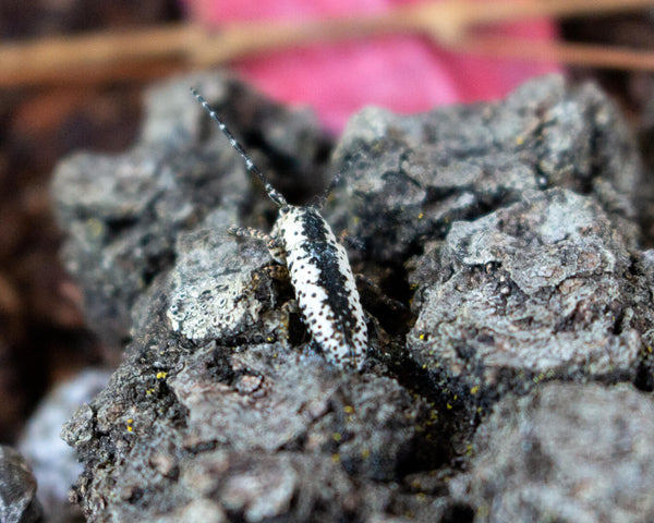  Insect Expressions-handmade nature décor-beautiful insect art for gifts camouflage hidden world longhorn