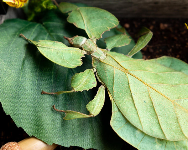 Insect Expressions-handmade nature décor-beautiful insect art for gifts camouflage hidden world walking leaf