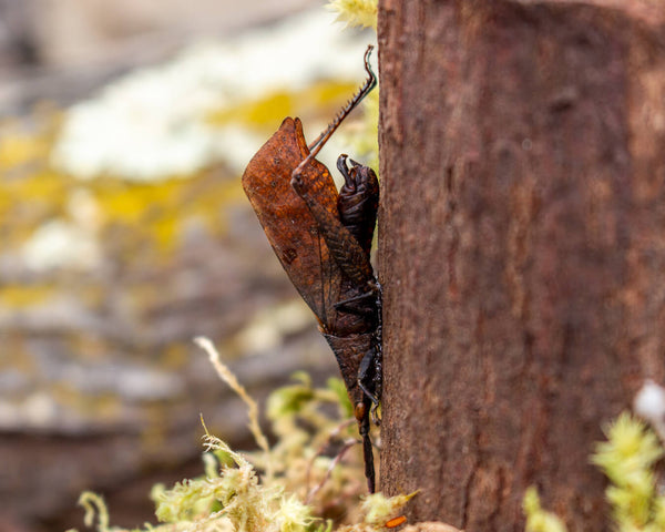 Large beetle on a branch acrylic insect display case nature décor-Insect Expressions grasshopper