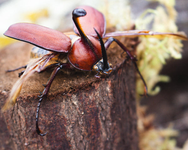 Large beetle on a branch acrylic insect display case nature décor-Insect Expressions rhinoceros