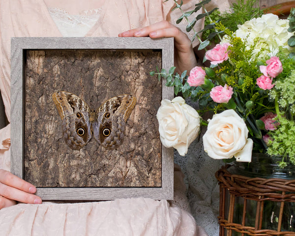 Owl mimicking butterfly art shadowbox nature décor unique gift-Insect Expressions-caligo spring