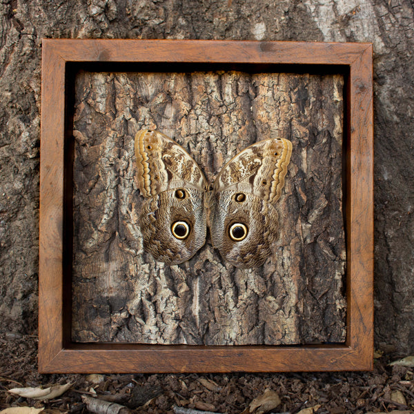 Owl mimicking butterfly shadowbox nature décor