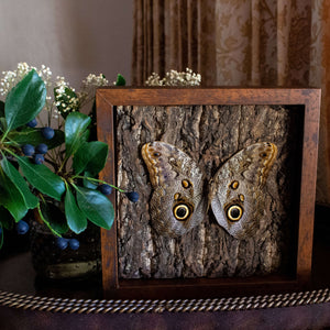 Owl mimicking butterfly shadowbox nature décor