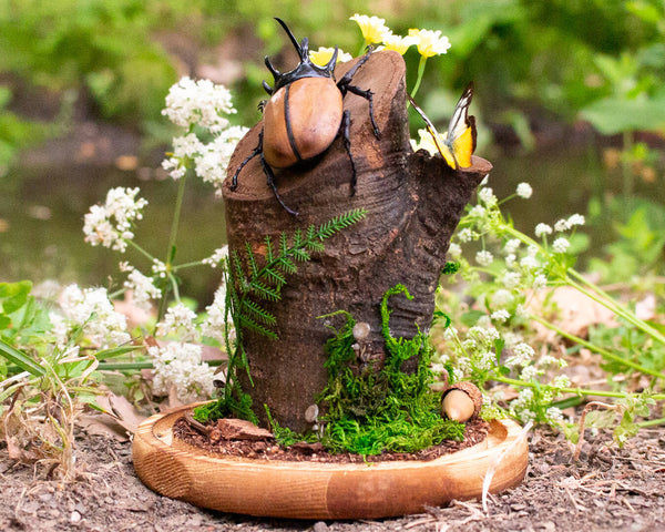 beetle on a branch insect display 8x6 glass dome nature décor-Insect Expressions-butterfly