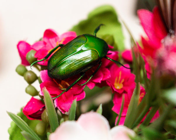 beetle on a branch insect display 8x6 glass dome nature décor-Insect Expressions-flower beetle