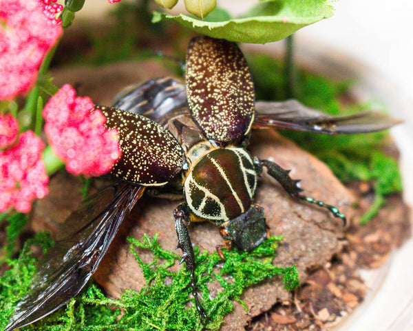 beetle on a branch insect display 8x6 glass dome nature décor-Insect Expressions-flower chafer beetle