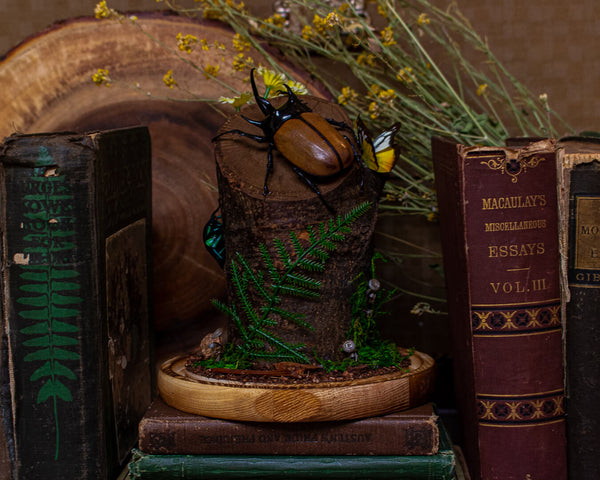 beetle on a branch insect display 8x6 glass dome nature décor-Insect Expressions-rhinoceros beetle