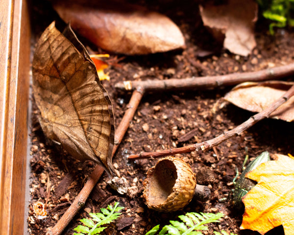 10x10 forest floor camouflage insect display shadowbox nature décor-Insect Expressions-butterfly kallima