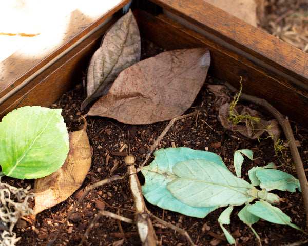 0x10 forest floor camouflage insect display shadowbox nature décor-Insect Expressions-leaf stick mimic