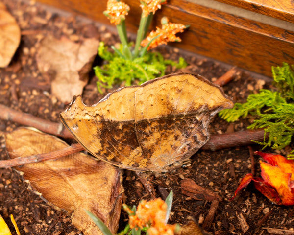 10x10 forest floor camouflage insect display shadowbox nature décor-Insect Expressions-leaf butterfly