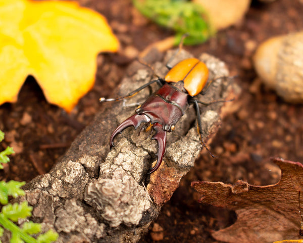 10x10 forest floor camouflage insect display shadowbox nature décor-Insect Expressions-stag beetle