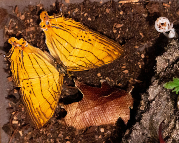 10x10 forest floor camouflage insect display shadowbox nature décor-Insect Expressions butterfly cyrestis lutea