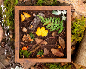 10x10 forest floor camouflage insect display shadowbox nature décor-Insect Expressions fall