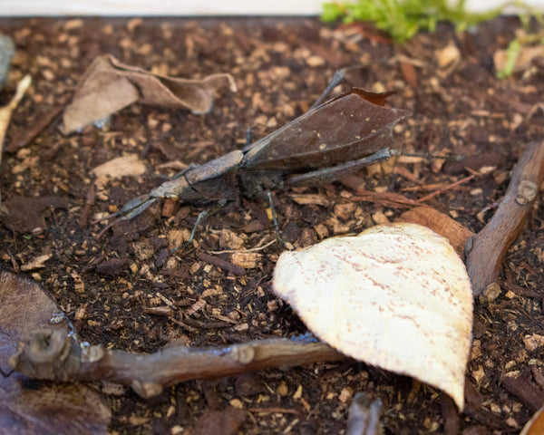 15x12 forest floor camouflage insect display shadowbox nature décor-Insect Expressions-dead leaf katydid