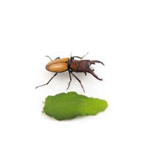 Cyclommatus bicolor-Insect Expressions-Stag beetle coleoptera