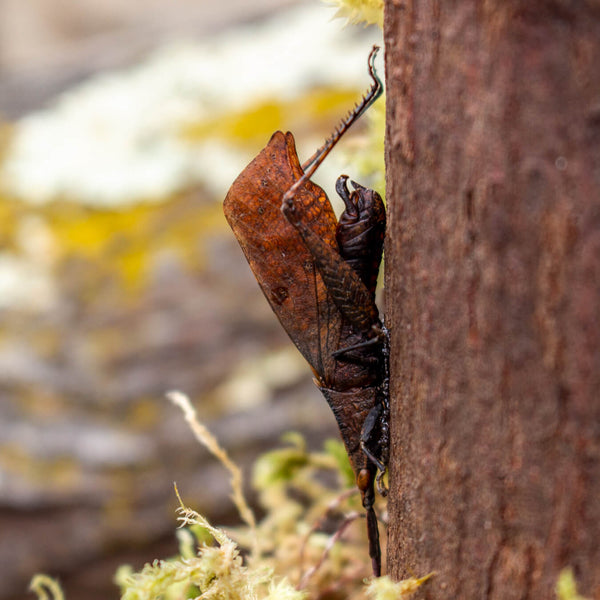 Test Dead Leaf Katydid