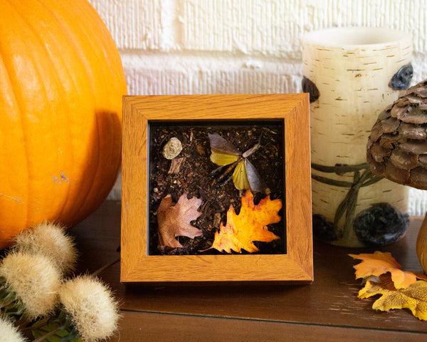 Insect Expressions-handmade nature décor-beautiful insect art for gifts autumn leaf