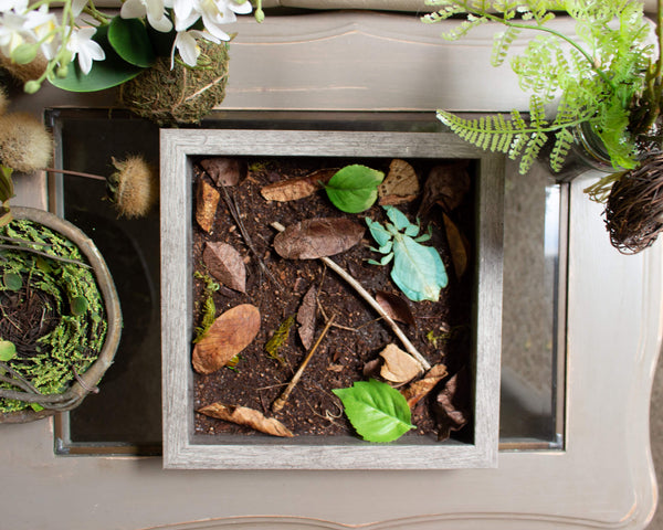 10x10 forest floor camouflage insect display shadowbox nature décor-Insect Expressions-lifestyle tabletop