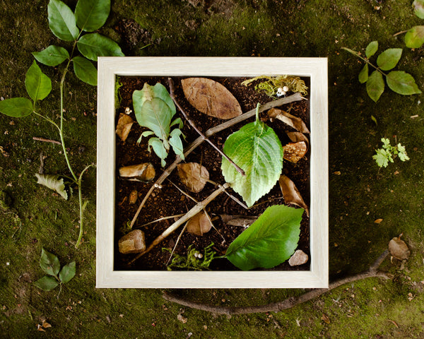 10x10 forest floor camouflage insect display shadowbox nature décor-Insect Expressions walking stick leaf