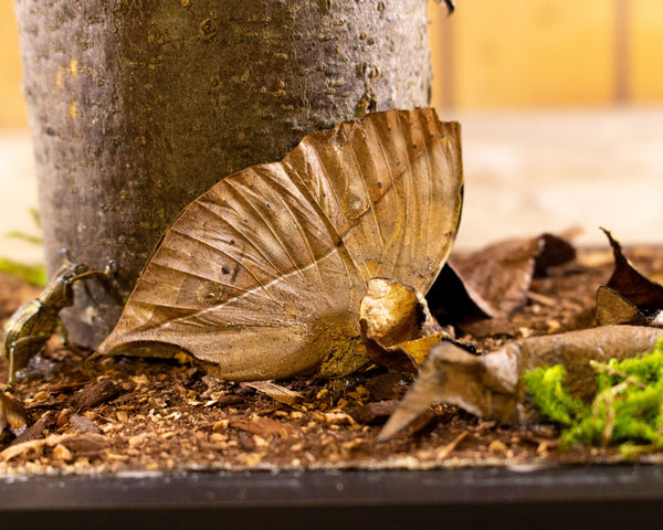 Large beetle on a branch acrylic insect display case nature décor-Insect Expressions butterfly