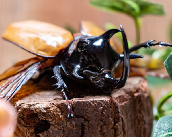 Large premade Impressive Proportions Eupatorus gracilicornis