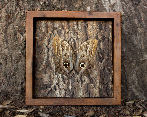 Owl mimicking butterfly display shadowbox nature décor-Insect Expressions-caligo chestnut