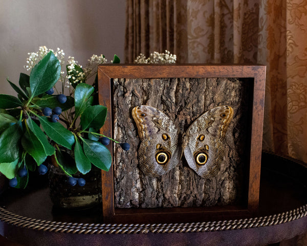 Insect Expressions-handmade nature décor-beautiful insect art for gifts owl butterfly caligo