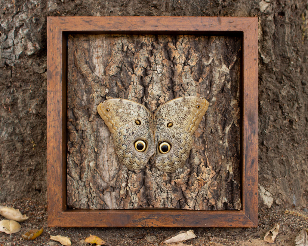 Owl mimicking butterfly display shadowbox nature décor – Insect Expressions