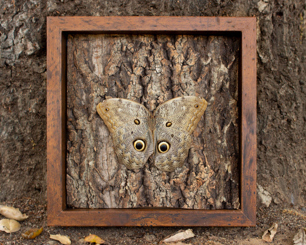 Owl mimicking butterfly display shadowbox nature décor-Insect Expressions-caligo livius chestnut