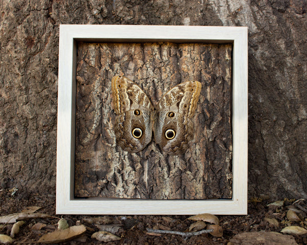 Owl mimicking butterfly display shadowbox nature décor-Insect Expressions-caligo natural