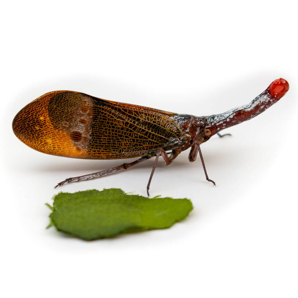 Pyrops pyrorhyncha-Insect Expressions-lanternfly