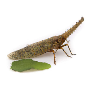 Zanna nobilis-Insect Expressions-lantern fly