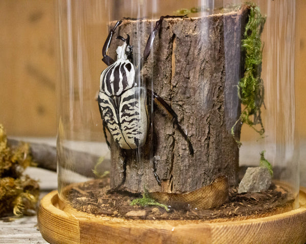 beetle on a branch insect display 8x6 glass dome nature décor-Insect Expressions-Goliath beetle