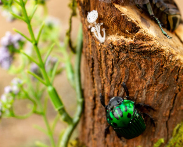 beetle on a branch insect display 8x6 glass dome nature décor-Insect Expressions-Oxysternon conspicillatum