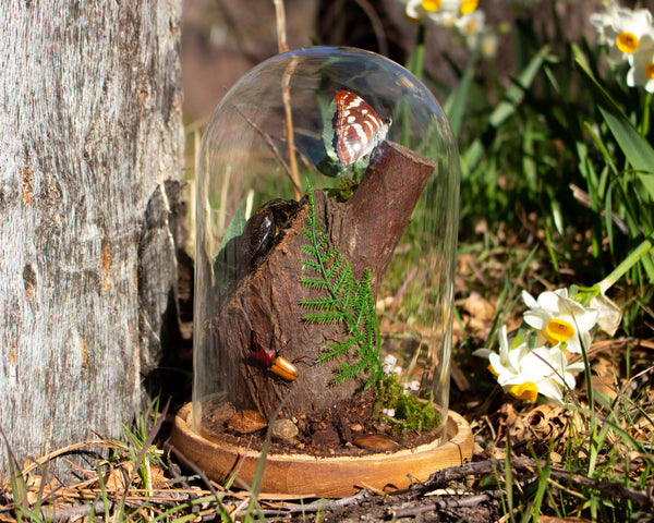 beetle on a branch insect display 8x6 glass dome nature décor-Insect Expressions-butterfly fern ivy