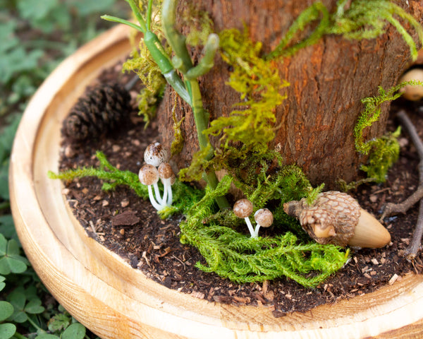 beetle on a branch insect display 8x6 glass dome nature décor-Insect Expressions mushrooms moss